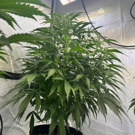 A F27 Auto Strong THC & Heavy terps
