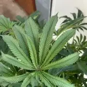 B F27 Auto ‚Strong And Heavy