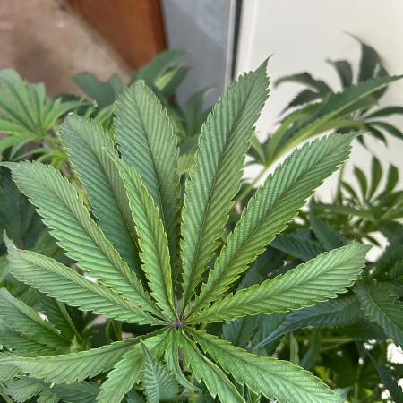 B F27 Auto ‚Strong And Heavy