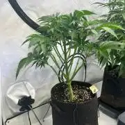B F27 Auto ‚Strong And Heavy