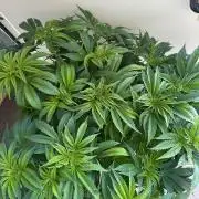 Auto Fume Pop