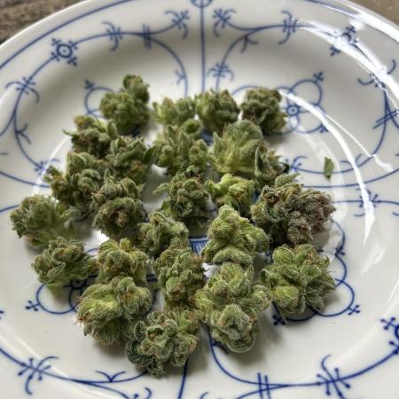 Blue zushi aka Blue Zenith