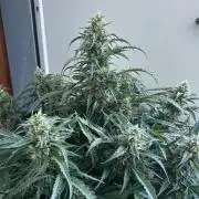 A F27 Auto Strong THC & Heavy terps