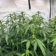 Auto fat Pete