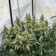 B F27 Auto Strong THC & Heavy terps
