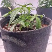 Auto fat Pete