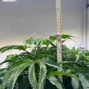Auto fat pete‘s Cookies
