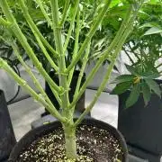 B F27 Auto ‚Strong And Heavy