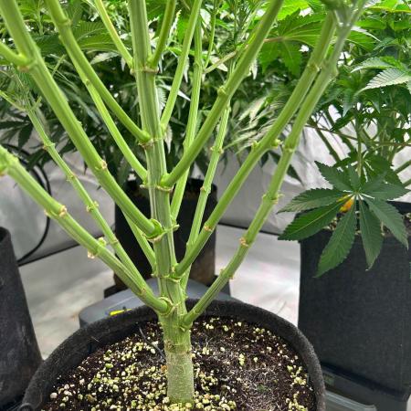 B F27 Auto ‚Strong And Heavy