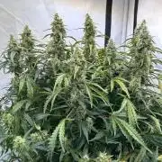 Auto fat Pete