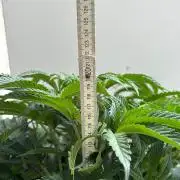B F27 Auto ‚Strong And Heavy