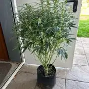 Auto fat Pete