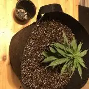 White Widow Fem by Seedsman