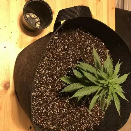 White Widow Fem by Seedsman