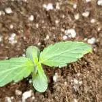 Purple OG Punch SSSC