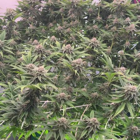 SUPERBOOF - BlockBerry🍓BLKHEADbuds