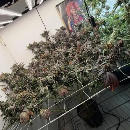 SUPERBOOF - BlockBerry🍓BLKHEADbuds