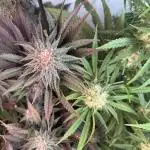 SUPERBOOF - BlockBerry🍓BLKHEADbuds