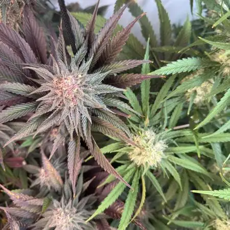 SUPERBOOF - BlockBerry🍓BLKHEADbuds