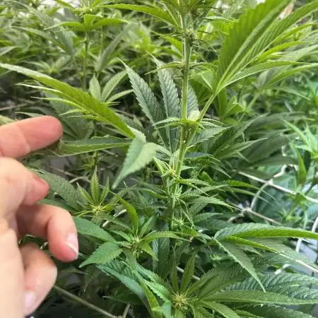 ZPStains BlockBerry🍓