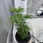 ZPStains BlockBerry🍓