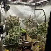 5 x 5 Jan 2026