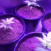 Paisa Grow