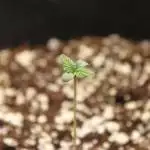 Quick One Automatic by RQS