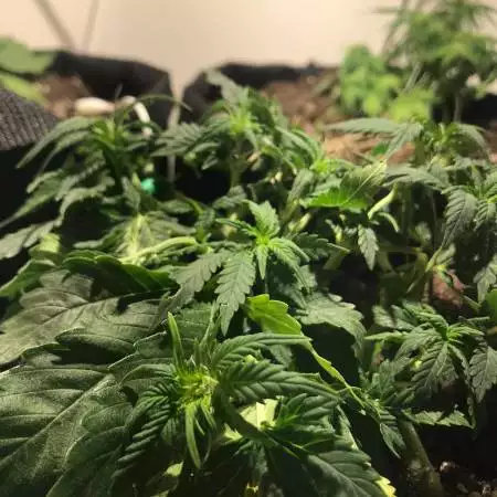 Critical/ NL auto