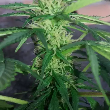 NL autoflower 1st try organic