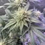 Sour Punch (Sour Diesel x Purple Punch)