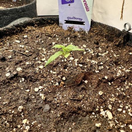 Time to get new seeds. Let’s grow the rest