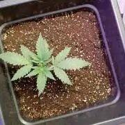 Bubba by Buddha