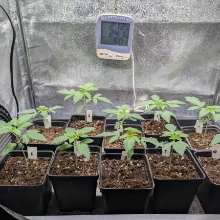 Robin Hood Seeds