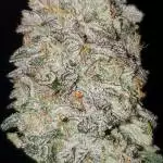 Gummiez Compound Genetics