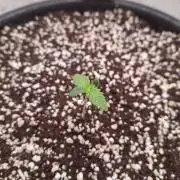 Do-G Ripper seeds