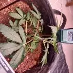 GG4 Auto