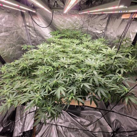 DWC Papaya Zoap Fast