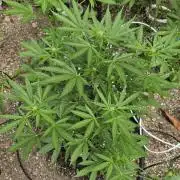 Rqs f1 outdoor 2