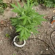 Outdoor haze 1