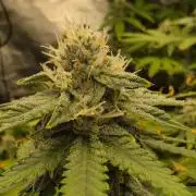 DWC Papaya Zoap Fast
