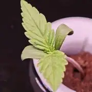 Hydro Auto Sativa/indica