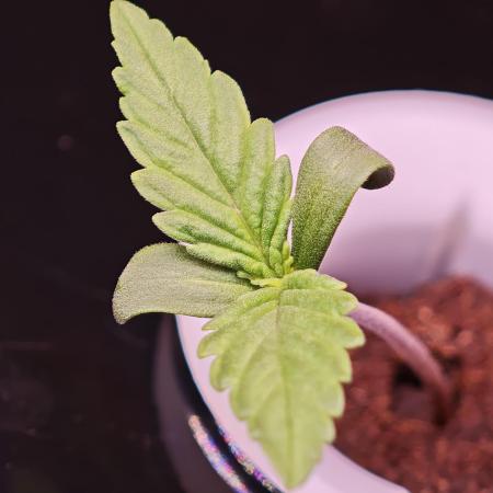 Hydro Auto Sativa/indica