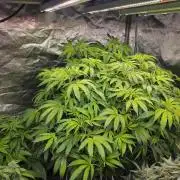 DWC Papaya Zoap Fast