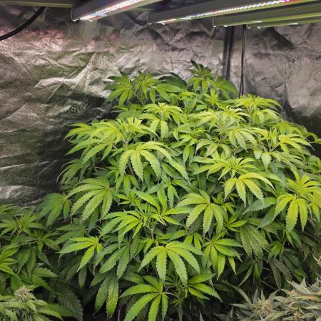 DWC Papaya Zoap Fast
