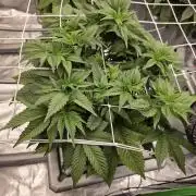 Aero Barney's Farm L.S.D