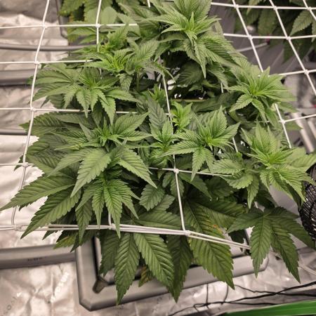 Aero Barney's Farm L.S.D