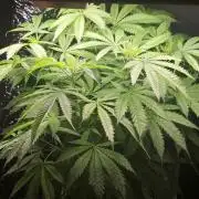 Dwc sweet cream caramel