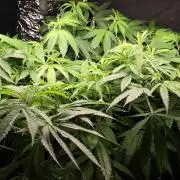 Dwc sweet cream caramel