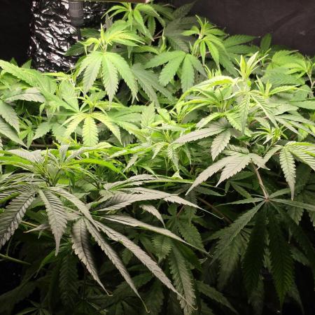 Dwc sweet cream caramel